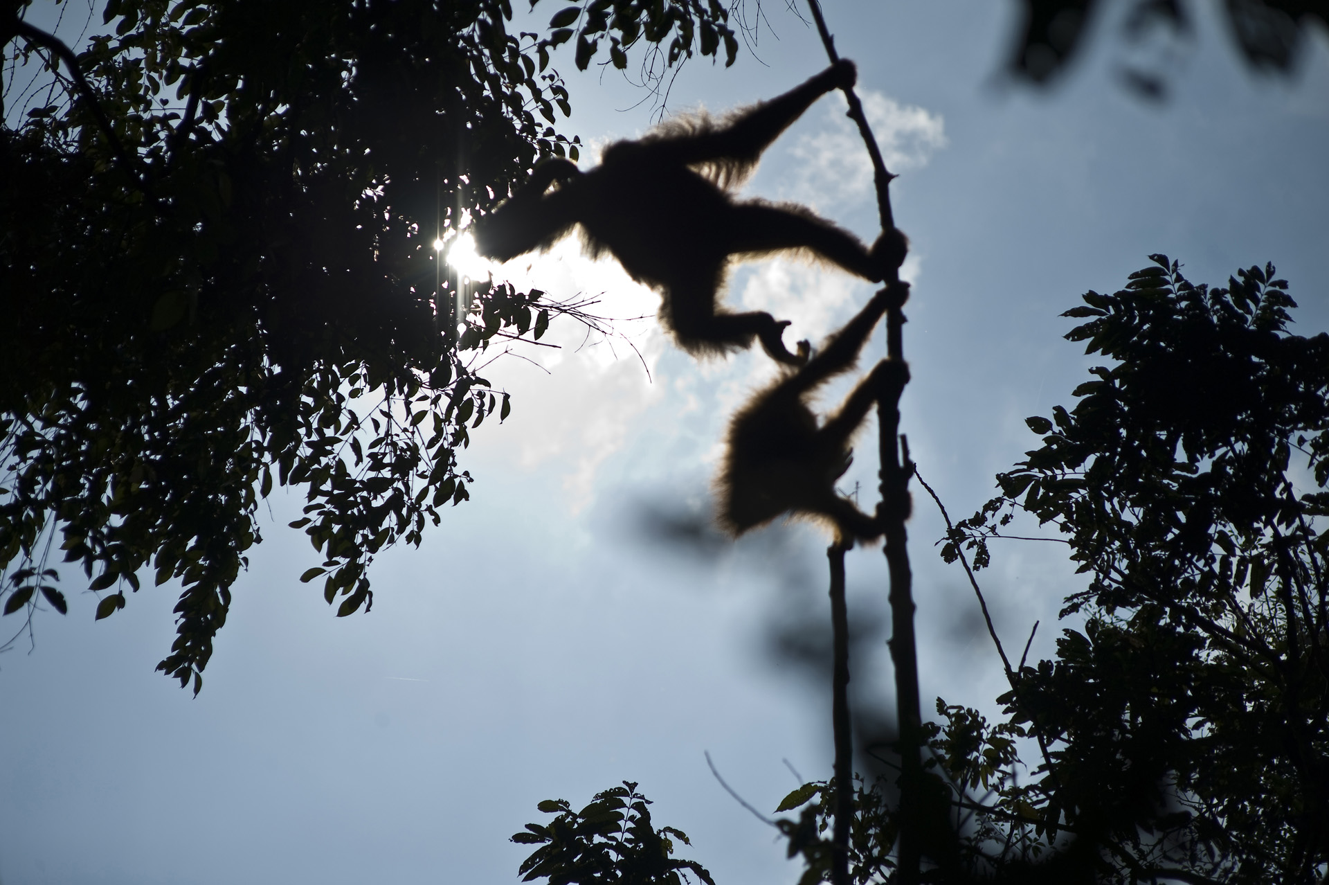 Die letzten Orang-Utans